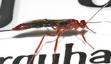 Xorides sp.