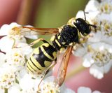 Euodynerus exoglyphus