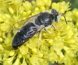 Bembix amoena