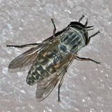 Tabanus laticeps