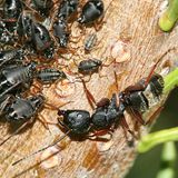 Camponotus modoc  (with Cinara sp. aphids)