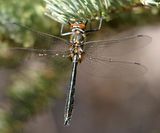 American Emerald - Cordulia shurtleffii