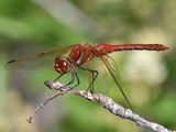 Red-Veined Meadowhawk - Sympetrum madidum