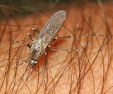 Ochlerotatus fitchii
