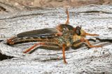 Stenopogon rufibarbis