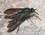 Thevenetimyia muricata