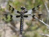 Desert Whitetail - Libellula subornata