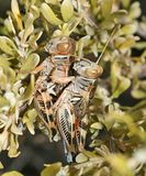 mating Valley Grasshoppers - Oedaleonotus enigma