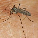 Ochlerotatus thibaulti