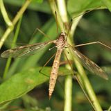 Tipula borealis