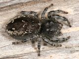 Phidippus borealis (female)