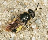 Stratiomys adelpha or discalis