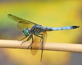 Blue Dasher - Pachydiplax longipennis