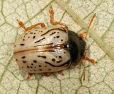Dogwood Calligrapha - Calligrapha philadelphica