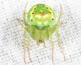 Araneus cingulatus