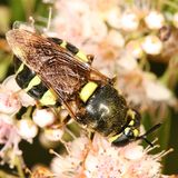 Stratiomys obesa