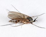 Stigmatomeria crassicornis
