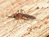 Culex pipiens