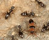 ant-hunting rove beetle - Myrmoecia lauta with Odorous ants