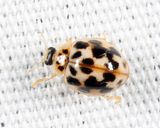 Twenty-Spotted Lady Beetle - Psyllobora vigintimaculata