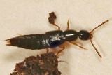 Gabrius splendidulus