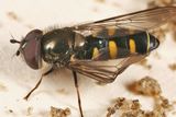 Melangyna labiatarum 