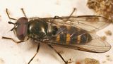 Melangyna labiatarum 