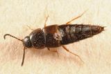 Oxypoda opaca