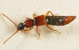 Lobrathium collare