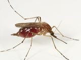 Ochlerotatus stimulans