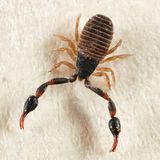 Chernetidae - Wyochernes sp.