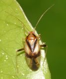 Neolygus vitticollis