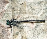 Sable Clubtail - Gomphus rogersi (male)
