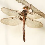 Umber Shadowdragon - Neurocordulia obsoleta