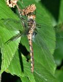 Stygian Shadowdragon - Neurocordulia yamaskanensis