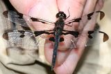 Banded Pennant - Celithemis fasciata