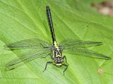 Southern Pygmy Clubtail - Lanthus vernalis