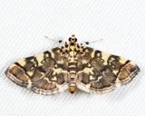 5177 -- Checkered Apogeshna Moth -- Apogeshna stenialis