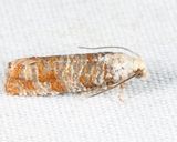 2889 - Comstocks Retinia Moth - Retinia comstockiana