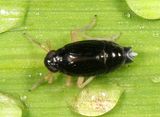 Delphacodes balli