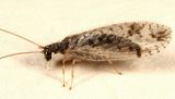 Micromus variegatus