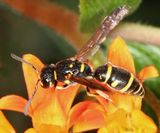Parancistrocerus pedestris