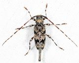 Graphisurus fasciatus (female)