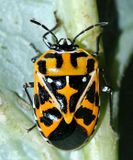 Harlequin Bug - Murgantia histrionica