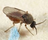 Forcipomyia eques