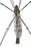 Giant Crane Fly - Tipula abdominalis
