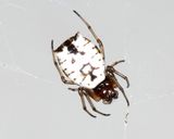 White Micrathena - Micrathena mitrata