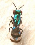 Closterocerus sp.