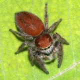 Phidippus cardinalis (female)