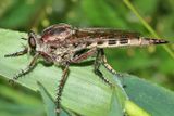 Triorla interrupta